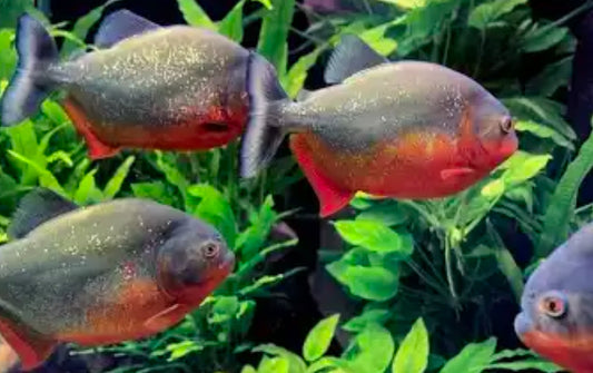 Wild RED BELLY Piranha