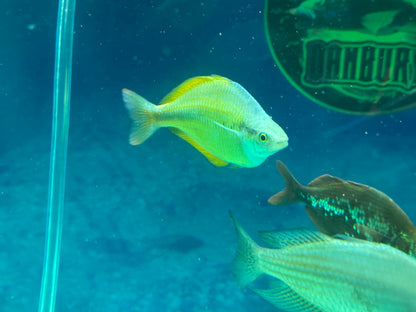 RAINBOW – YELLOW Melanotaenia herbertaxelrodi