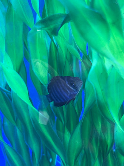 Blue Turquoise Severum (Heros Severus)