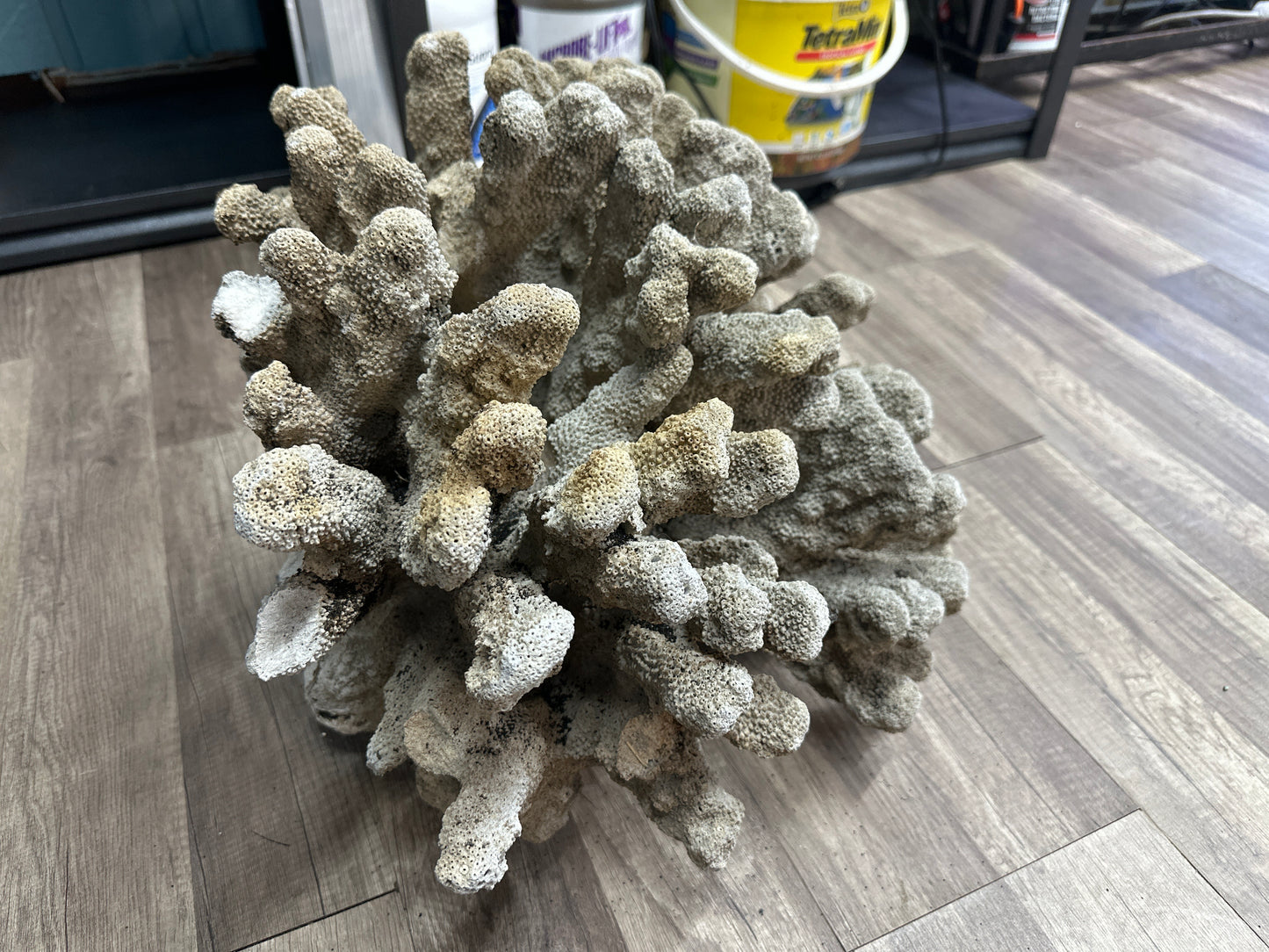 REAL Extra Large Coral 22"x17"x17"h