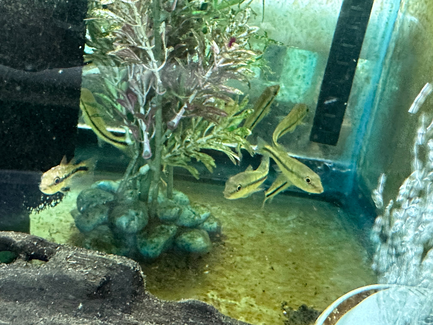 Temensis Peacock Bass (Cichla temensis) 2.5"-3"