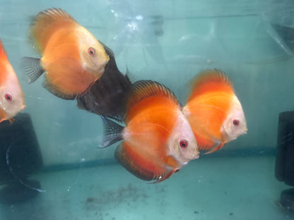 Golden Rainbow Discus