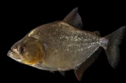 Black Piranha