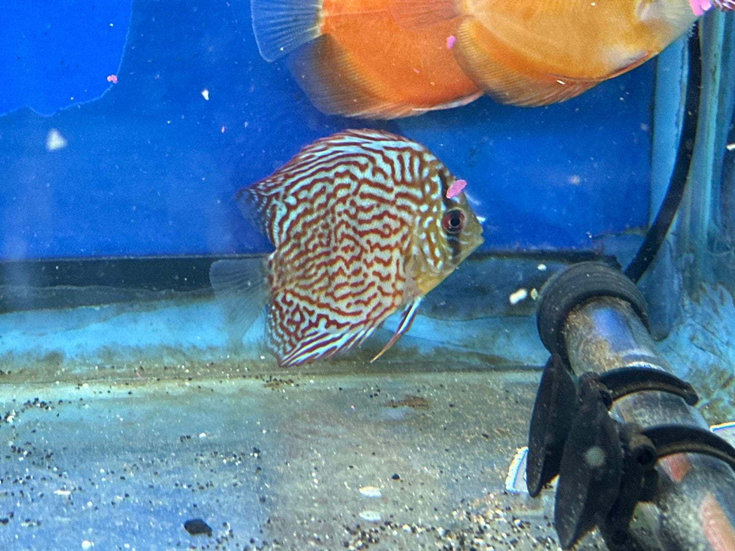 Blue Turquoise Discus-MDL 3"+