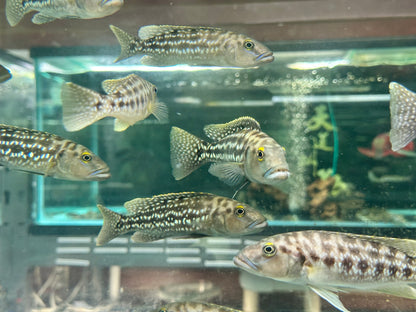 Lepidiolamprologus elongatus (WILD Adults)