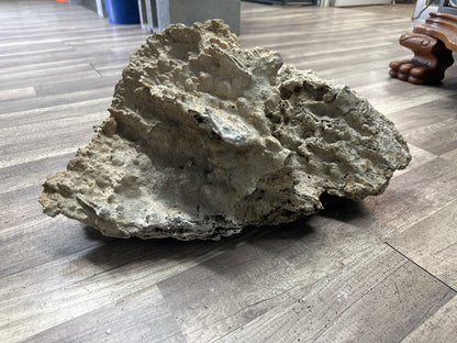 REAL Extra Large Coral 24"x12"x12"h