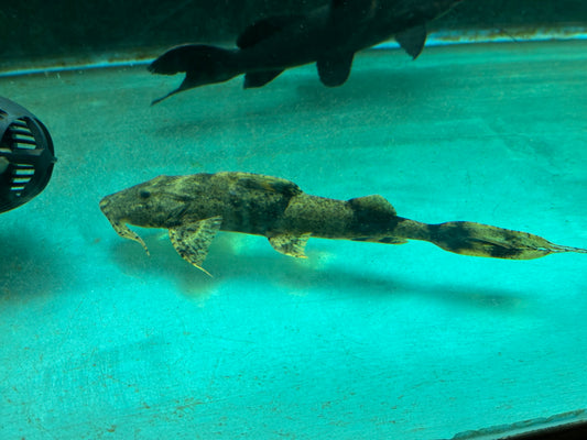 Borneo Goonch Catfish (Bagarius lica) 9.5”-10”