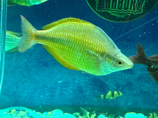 RAINBOW – YELLOW Melanotaenia herbertaxelrodi