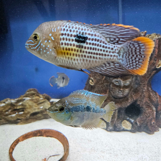 Gold Saum Green Terror (Andinoacara rivulatus ‘gold saum’)