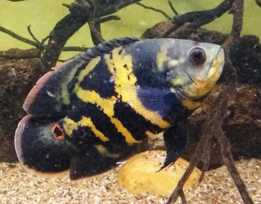 Bumblebee Oscar (Astronotus crassipinnis) "green eye bumble bee Oscar" wild BRAZIL