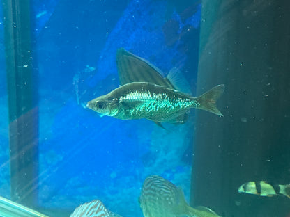 Irian Red Rainbowfish