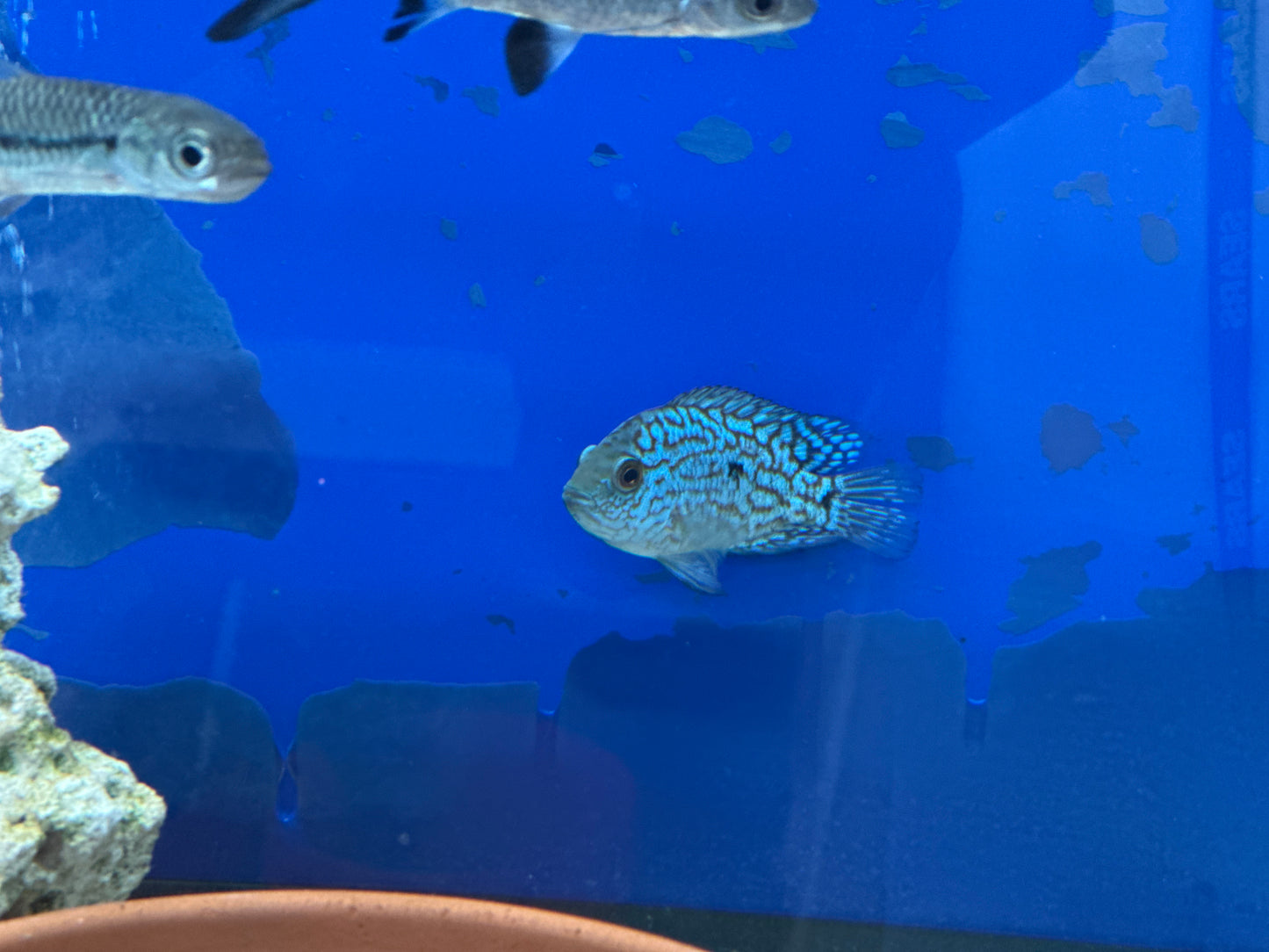 Electric Blue Texas Cichlid (Herichthys Carpintis)