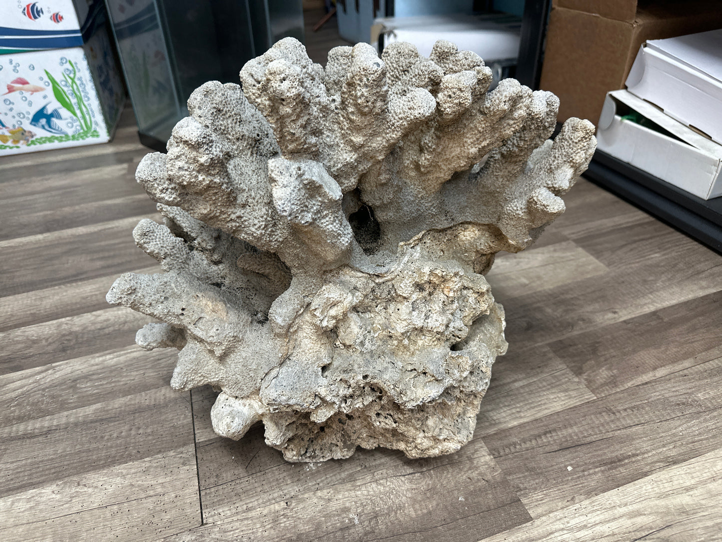 REAL Extra Large Coral 22"x17"x17"h