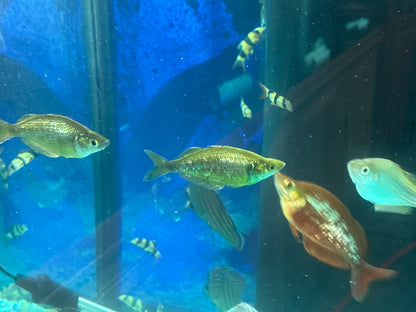 Irian Red Rainbowfish