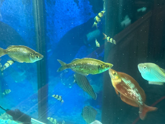 Irian Red Rainbowfish