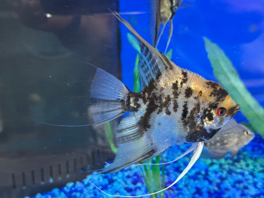 Breeding Pair - Orange Marble Angelfish