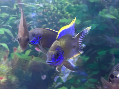 Lwanda Peacock