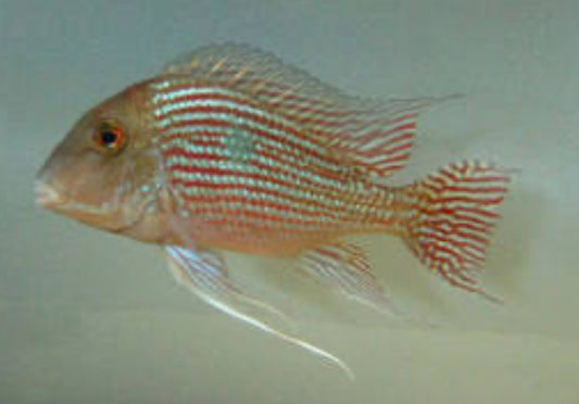 Geophagus Pindare - Wild (Geophagus sp)