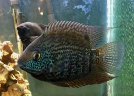 Blue Turquoise Severum (Heros Severus)