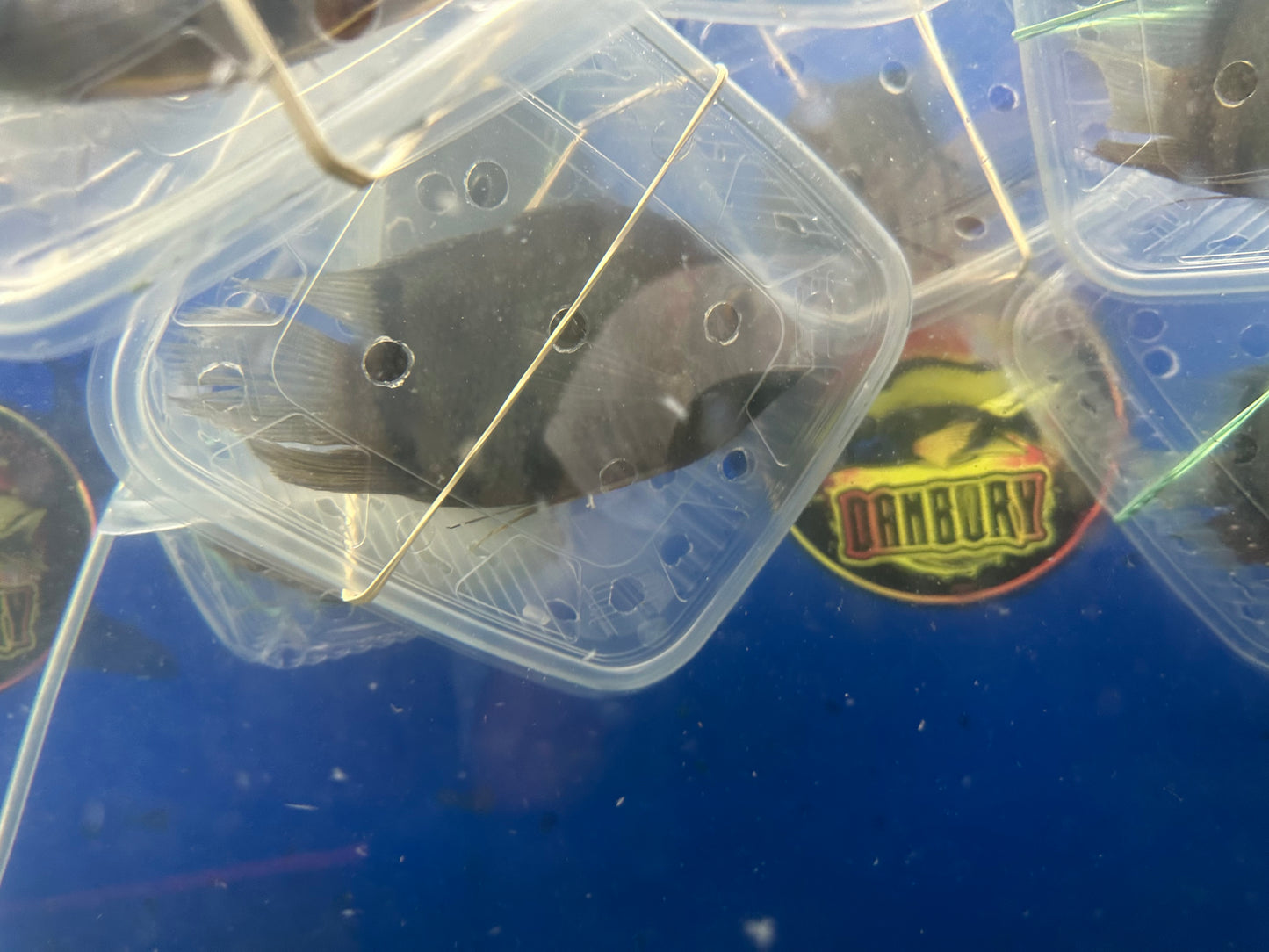 Red Shoulder Severum (Heros Efasciatus)
