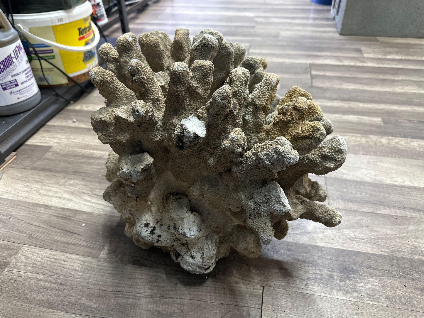 REAL Extra Large Coral 22"x17"x17"h