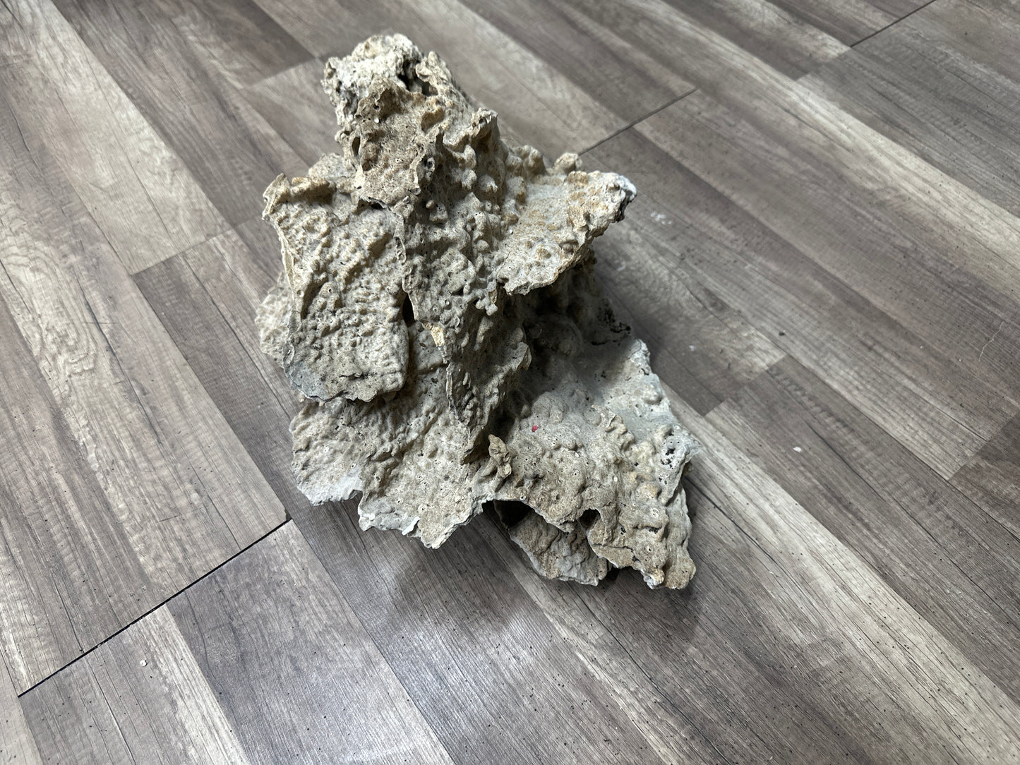 REAL Extra Large Coral 24"x12"x12"h