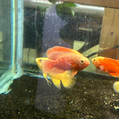Nemo Tiger Oscar (Astronotus ocellatus)