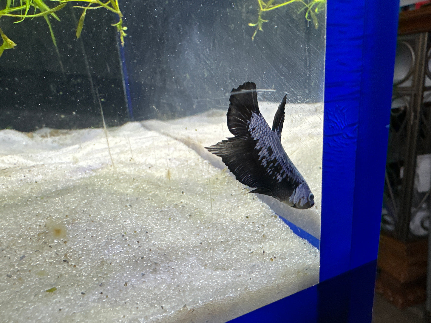 SAMURAI BLACK/WHITE