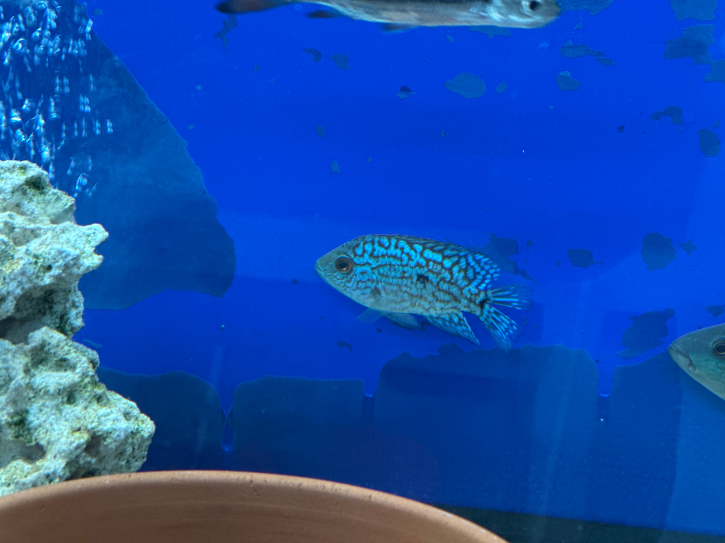 Electric Blue Texas Cichlid (Herichthys Carpintis)