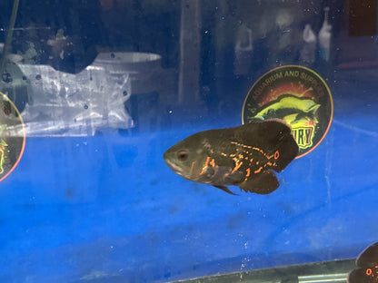 Bumblebee Oscar 5"+(captive breeding)