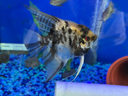 Breeding Pair - Orange Marble Angelfish