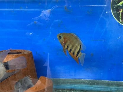 Red Shoulder Severum (Heros Efasciatus)