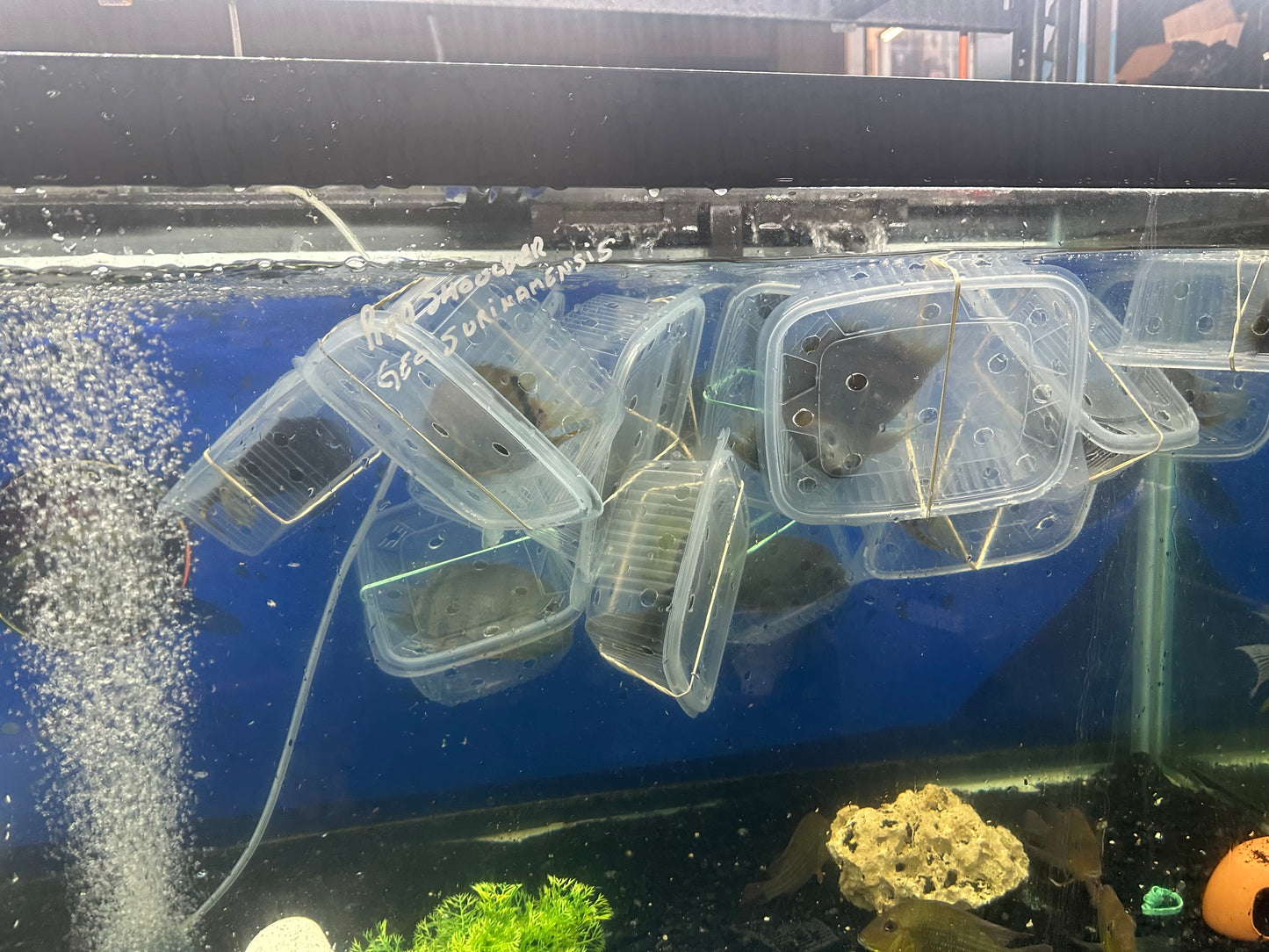 Red Shoulder Severum (Heros Efasciatus)