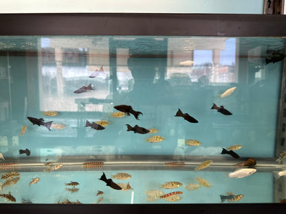 Molly Mixed Assorted