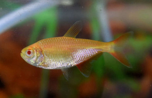 Albino Buenos Aires Tetra x 6 (group of 6)