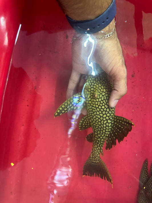 Watermelon Pleco L330 7"-9"