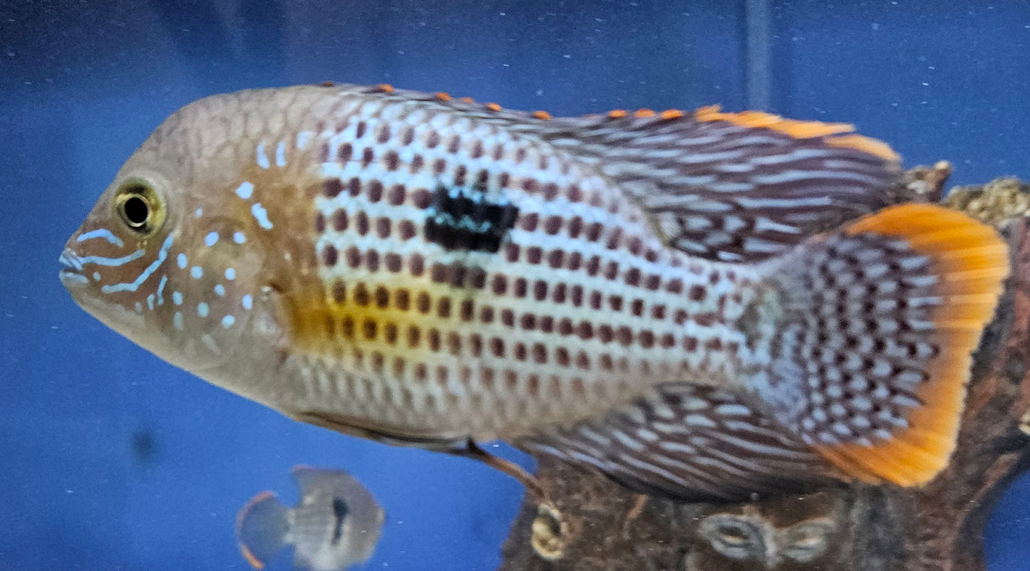 Gold Saum Green Terror (Andinoacara rivulatus ‘gold saum’)