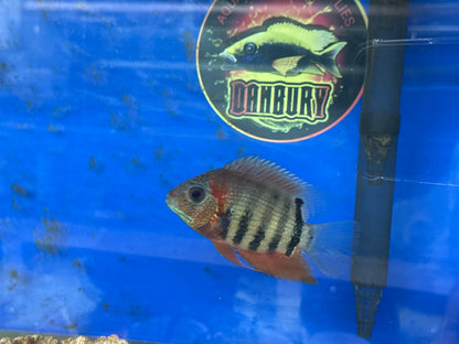 Red Shoulder Severum (Heros Efasciatus)