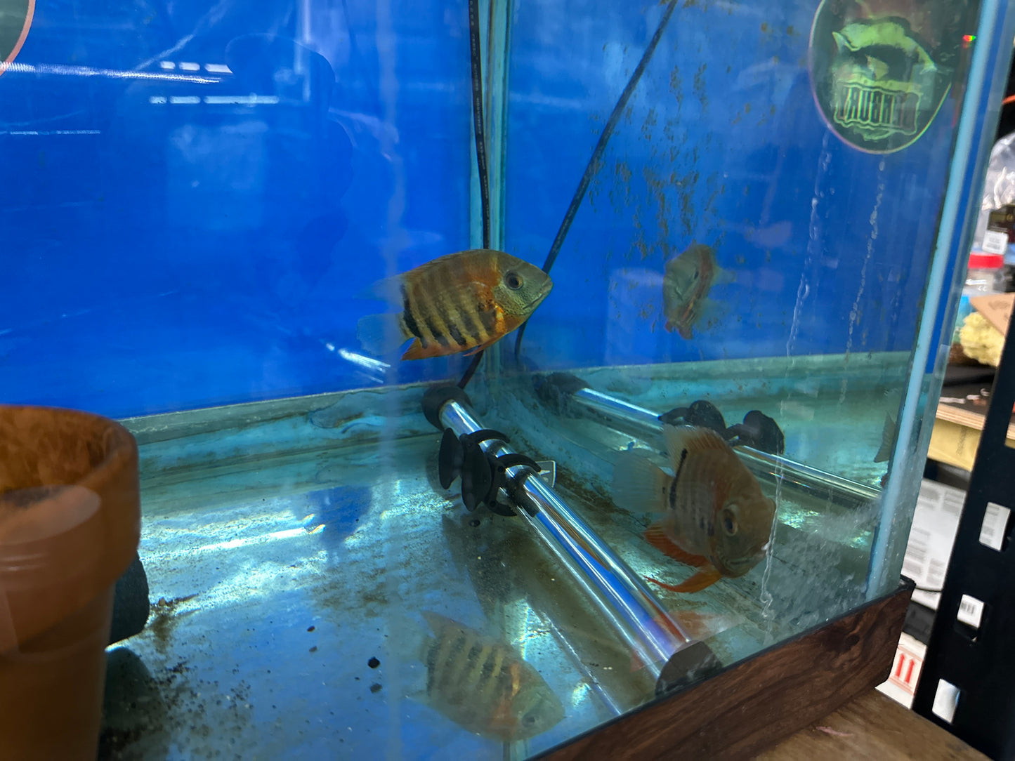 Red Shoulder Severum (Heros Efasciatus)