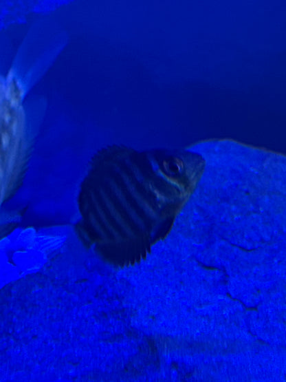 Blue Turquoise Severum (Heros Severus)