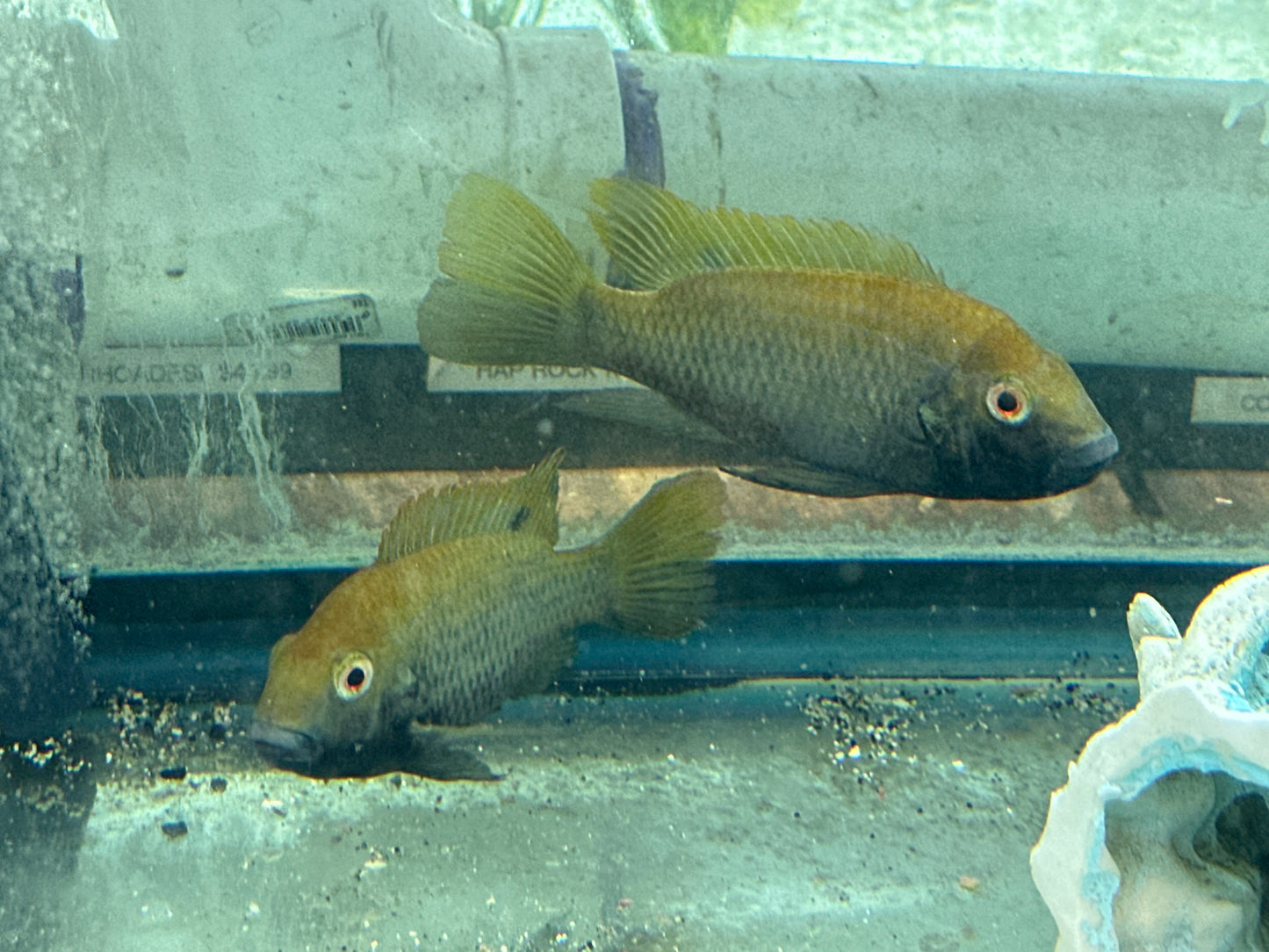 Blackchin tilapia (Sarotherodon melanotheron) BREEDING PAIR 4”-5”
