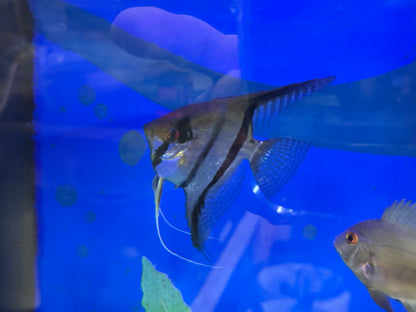 Breeding Pair - Orange Marble Angelfish