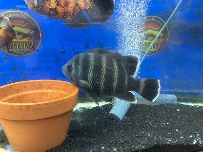Zebra Tilapia (Tilapia buttikoferi) 10"+