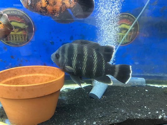 Zebra Tilapia (Tilapia buttikoferi) 10"+