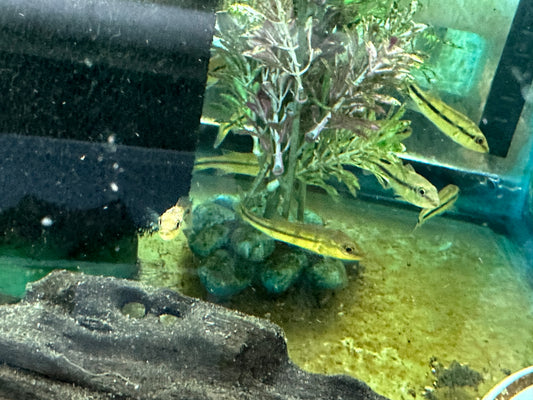 Temensis Peacock Bass (Cichla temensis) 2.5"-3"
