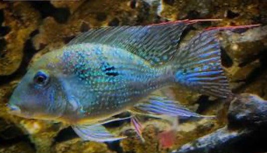 Geophagus Mirabilis