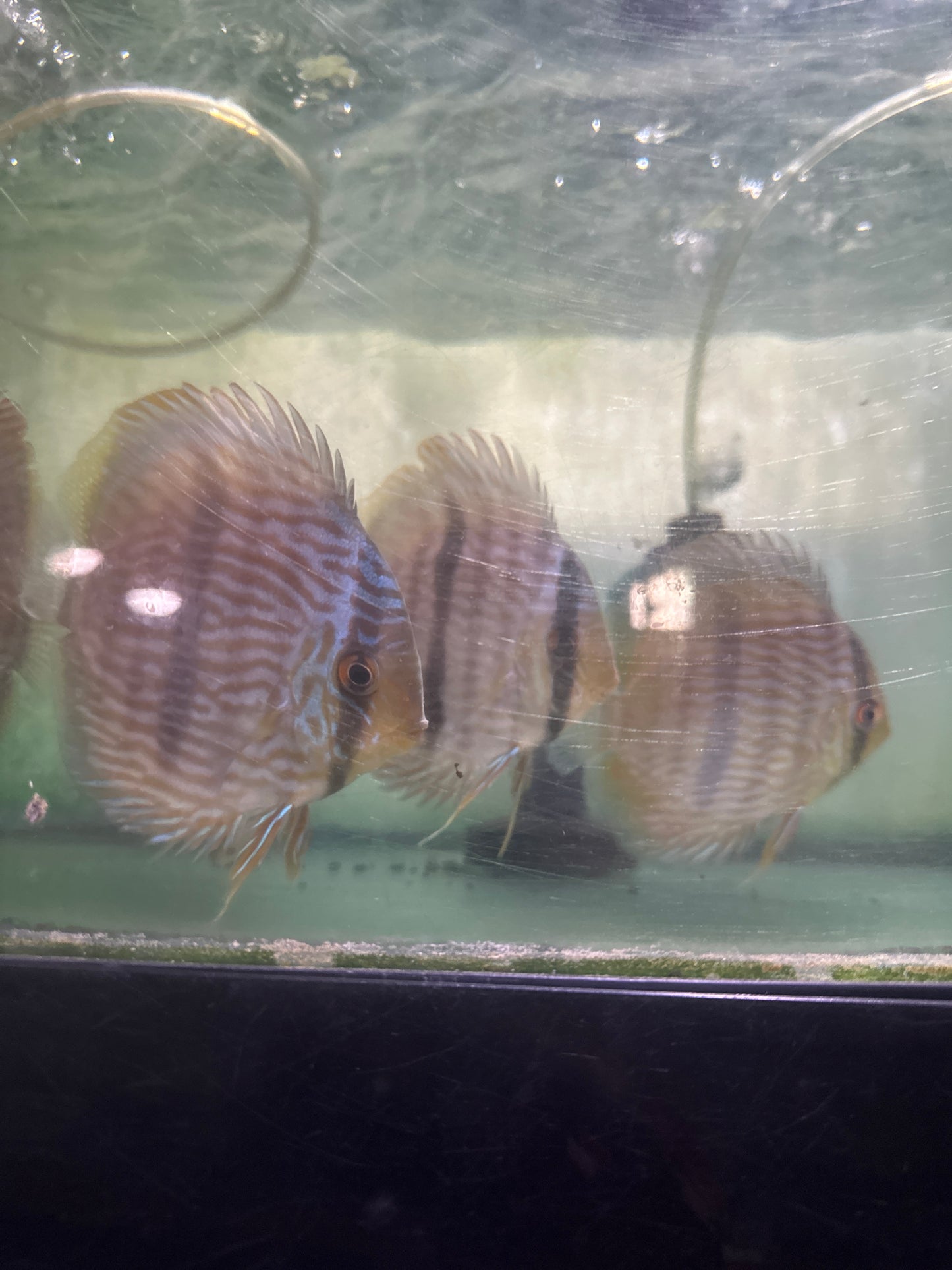 Wild Discus Blue Face Heckel 5"-6"