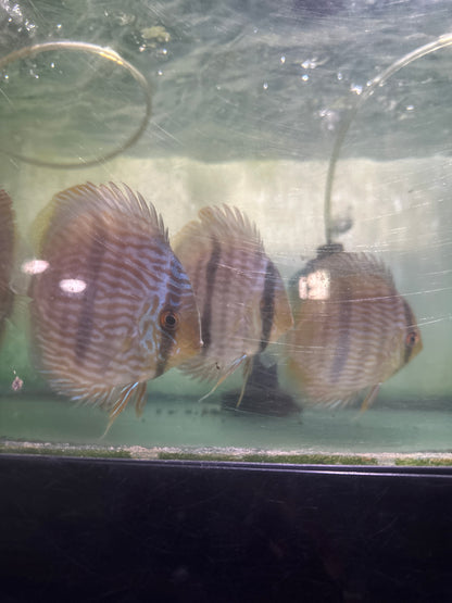 Wild Discus Blue Face Heckel 5"-6"