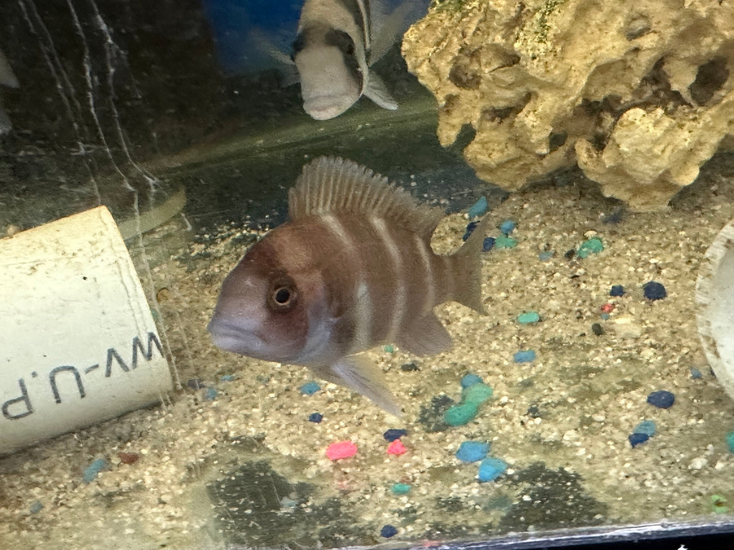 Red Frontosa (Cyphotilapia frontosa) 3"-4"
