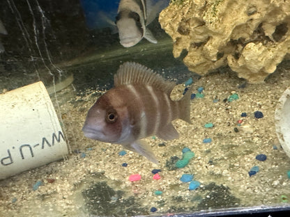 Red Frontosa (Cyphotilapia frontosa) 3"-4"